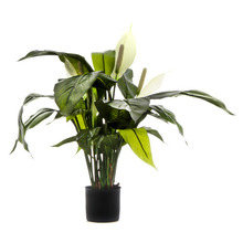63cm Spathiphyllum Lily