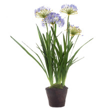 110cm Lavender Agapanthus In Paper Pot