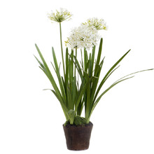 110cm White Agapanthus In Paper Pot
