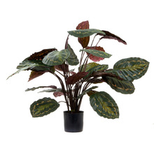 65cm Calathea Roseopicta Plant