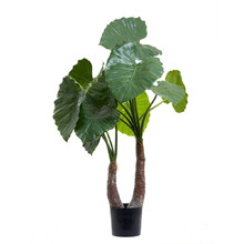 100cm Alocasia Calidora Plant