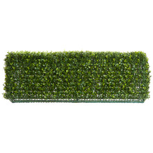 25cm Boxwood Hedge