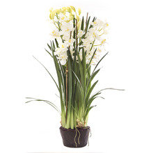 110cm Giant Cymbidium In Paper Pot