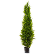 Cypress Pine Tree