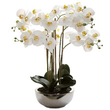 Real Touch Phalaenopsis with Pot