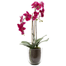 80cm Faux Orchid in Glass Vase
