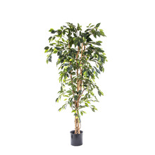 170cm Artificial Ficus Tree