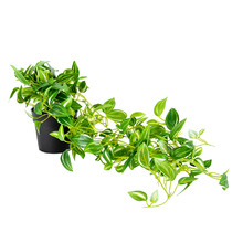 72cm Faux Potted Hanging Green Weeper Plant