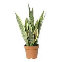 70cm Potted Faux Snake Plant