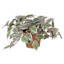 25cm Potted Faux Wandering Jew Plant