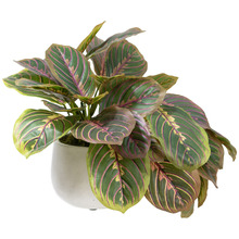 28cm Potted Faux Peacock Bush