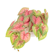 46cm Potted Faux Caladium Plant