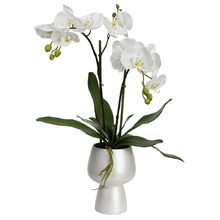 70cm White Faux Orchid with Pedestal Vase