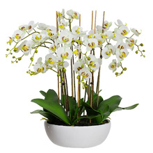 75cm Potted Faux Apple Green Phal Orchid Plant