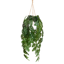 113cm Potted Faux Hanging Adason's Monstera Plant