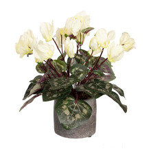 34cm Cream Potted Faux Cyclamen Plant