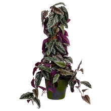 68cm Potted Faux Cissus Discolour Plant on Pole