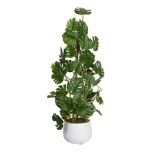 62cm Climbing Selloum Philo in Pot