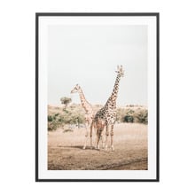 Giraffe Goals Framed Print