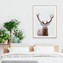 Deer Portrait Framed Print