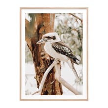 Sitting Kookaburra Framed Paper Print Wall Art