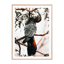 Black Cockatoo Framed Paper Print Wall Art