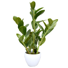 60cm Potted Faux Zanzibar Plant