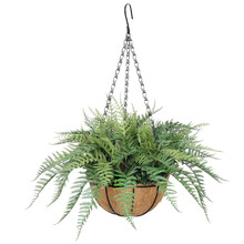 55cm Potted Spring Fern in Hanging Basket