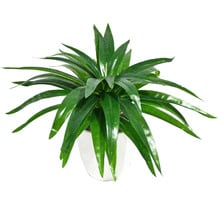 30cm Faux Aloe Vera Stems (Set of 3)