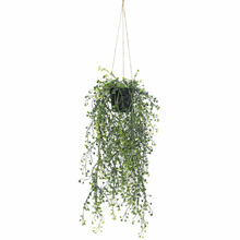 56cm Potted Faux Hanging Pearls Plant