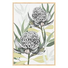 White Waratah I Printed Wall Art
