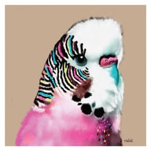 Budgie Printed Wall Art