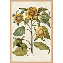 Sunflowers Printed Wall Art