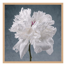 Peony on Blue Printed Wall Art