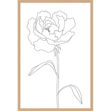Peony Lines Printed Wall Art