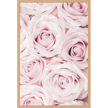 Pink Roses II Printed Wall Art