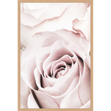 Pink Roses V Printed Wall Art