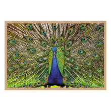 Peacock Printed Wall Art