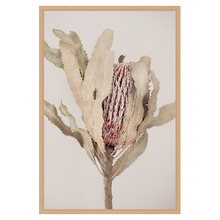 Banksia Printed Wall Art
