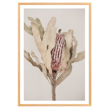Banksia Printed Wall Art