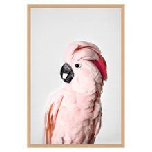 Pink Cockatoo Printed Wall Art