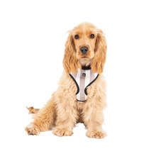 Hamptons Stripe Dog Harness