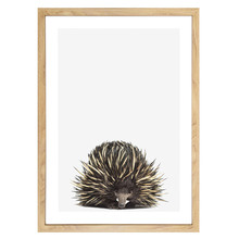 Baby Echidna Printed Wall Art