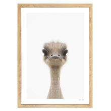 Baby Emu Printed Wall Art