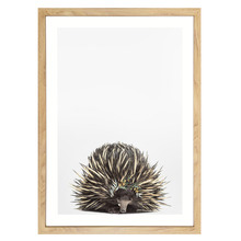 Baby Echidna Eucalyptus Crown Printed Wall Art