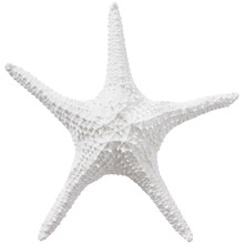 Starfish Polyresin Ornament