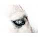 Canvas only - no frame