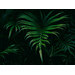 Canvas only - no frame