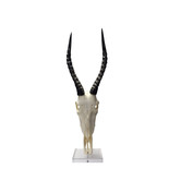 Tribal Expressions Blesbok Polished Full Skull