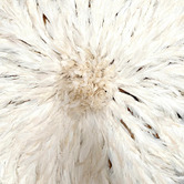 Tribal Expressions White Feather Wall Accent